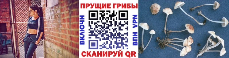 Псилоцибиновые грибы Cubensis  Купить закладки  Заводоуковск 